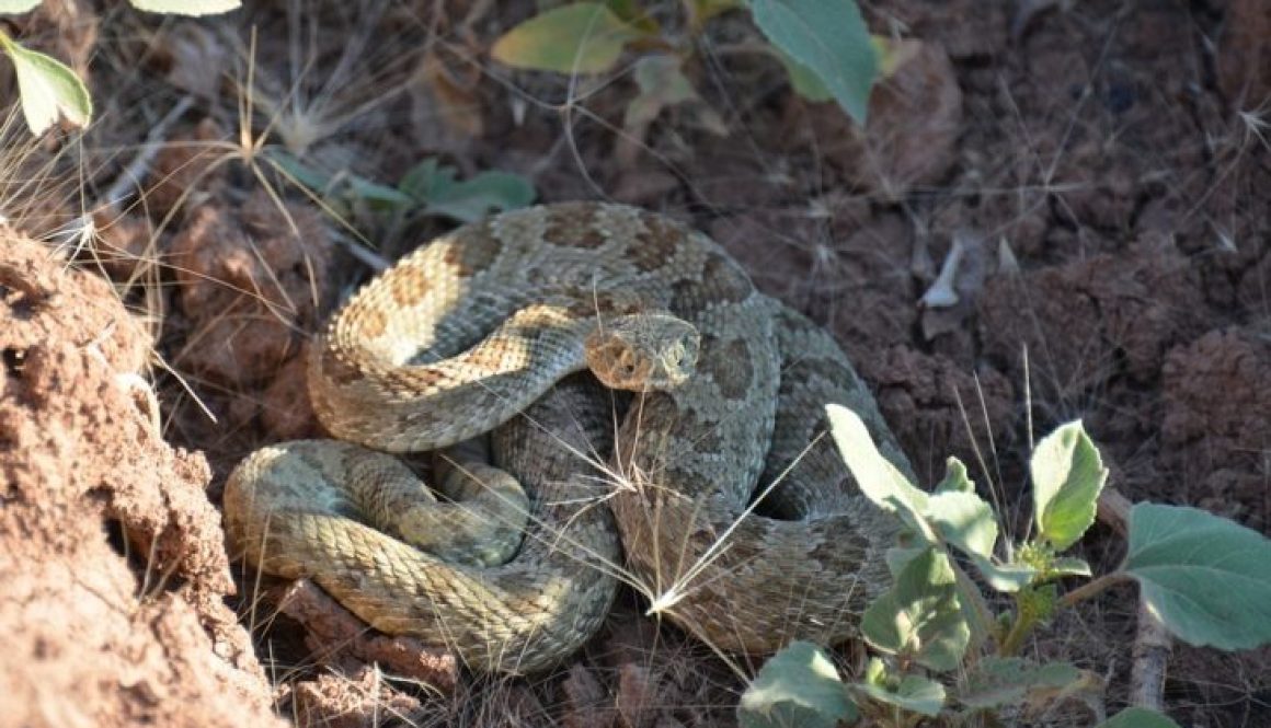 rattlesnake-1627200_960_720