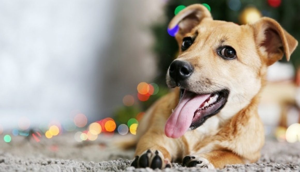 adopt a dog in new mexico