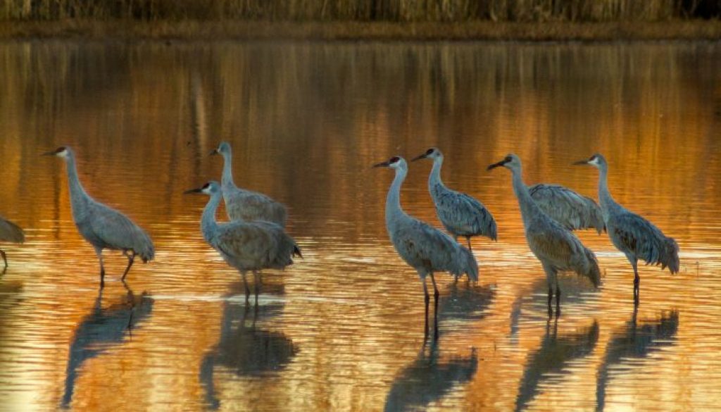 Festival of the Cranes
