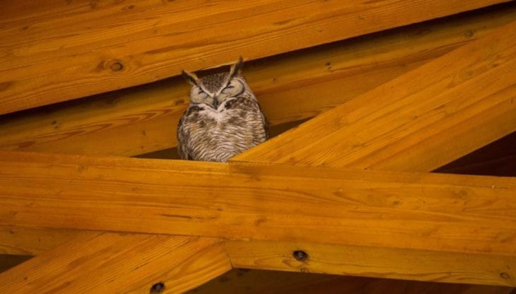 owl