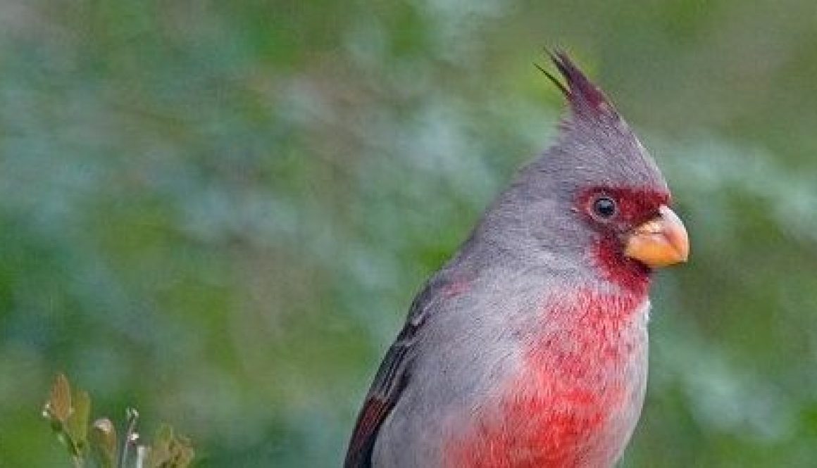 Pyrrhuloxia