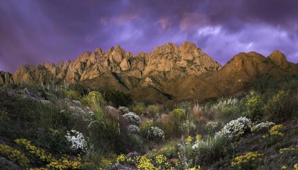 wsuggs_organpoppies_cropped